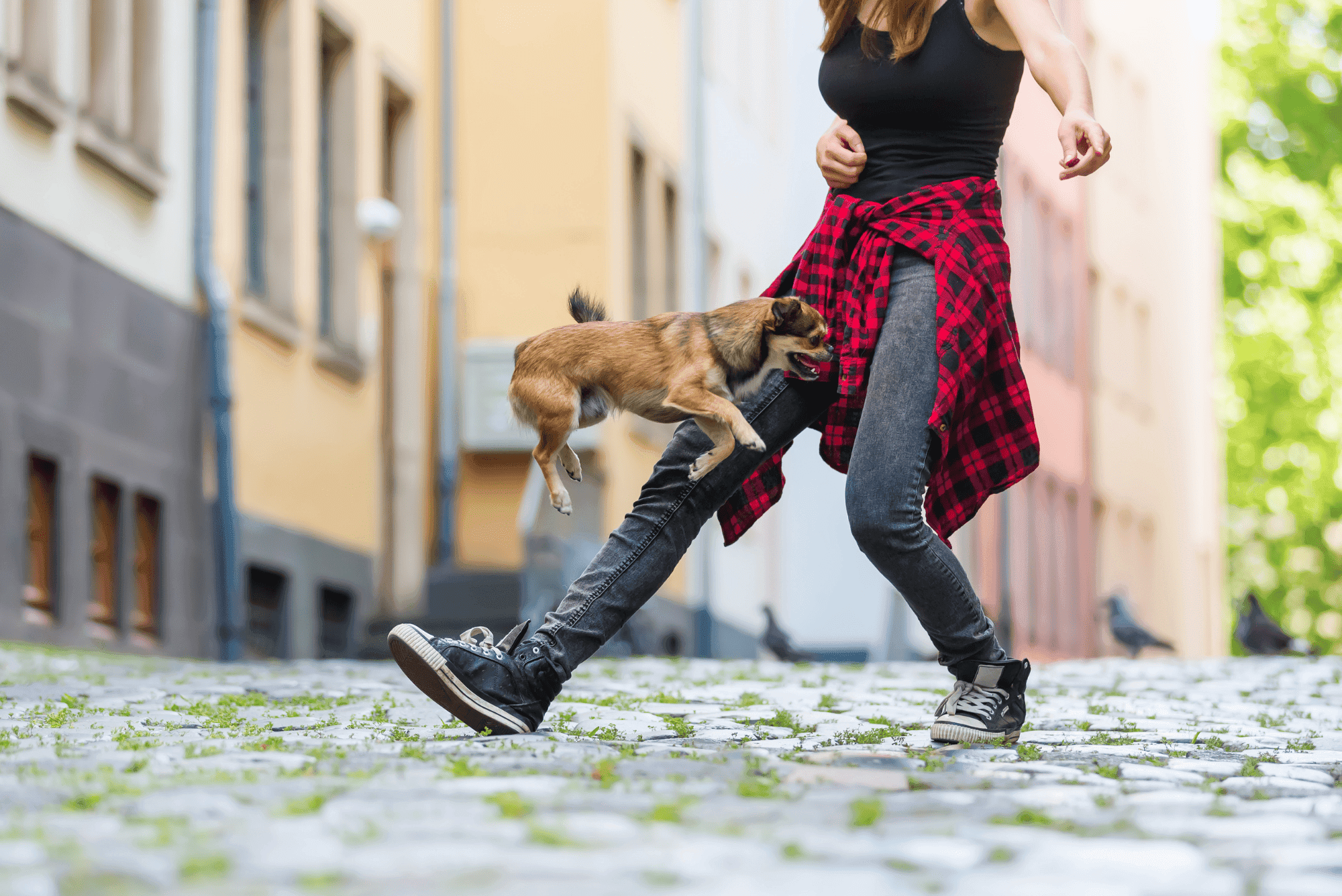 A young woman in jeans and black sneakers is running with her small dog on the street of an old European city