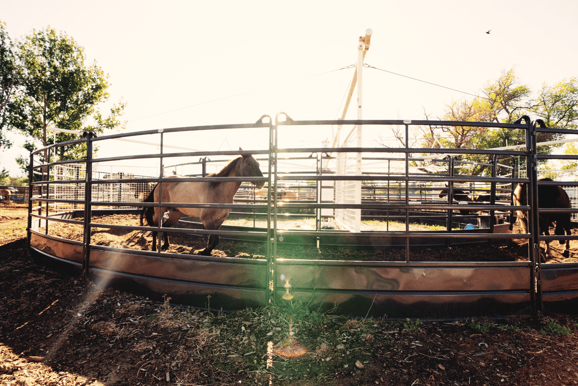 The interior of an iron corral with horses standing inside, bathed in bright sunlight